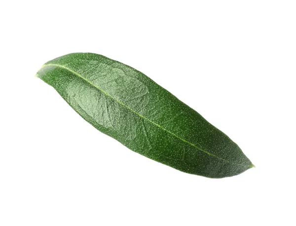 Frisches Grünes Olivenblatt Auf Weißem Hintergrund — Stockfoto