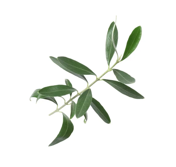 Větvička Čerstvé Zelené Olivové Listy Bílém Pozadí — Stock fotografie