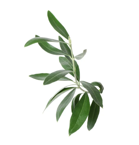 Twig Fresh Green Olive Leaves White Background — Stock Photo, Image