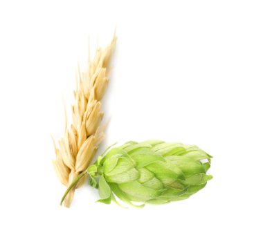 Taze yeşil hop ve buğday başak beyaz arka plan üzerinde. Bira üretimi