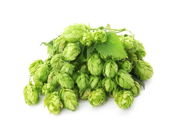 Saltos Verdes Frescos Sobre Fondo Blanco Producción Cerveza — Foto de Stock