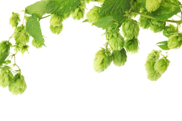 Frischer Grüner Hopfen Auf Weißem Hintergrund Bierproduktion — Stockfoto