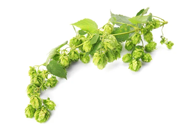 Свежий Зеленый Хмель Белом Фоне Производство Пива — стоковое фото