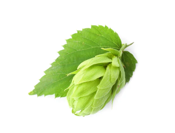 Čerstvé Zelené Hop Bílém Pozadí Výroba Piva — Stock fotografie