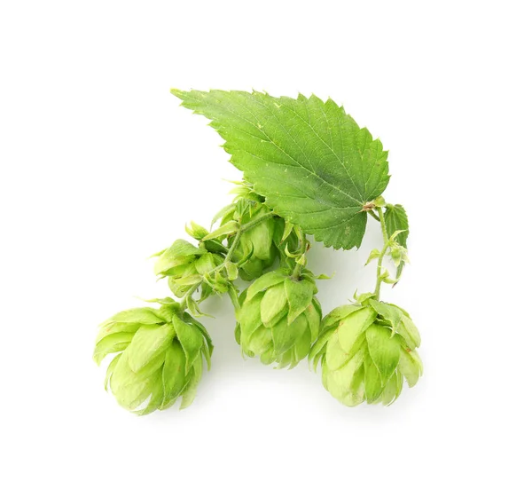 Свежий Зеленый Хмель Белом Фоне Производство Пива — стоковое фото