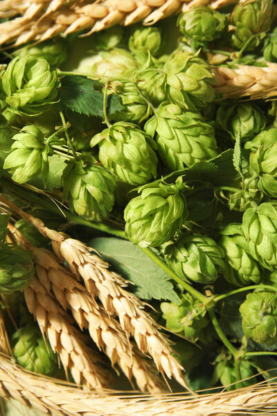 Свежий зеленый хмель и пшеничные шипы в качестве фона. Производство пива
