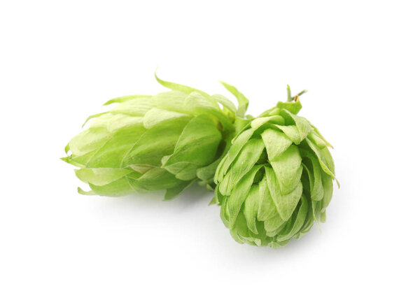 Fresh green hops on white background. Beer production