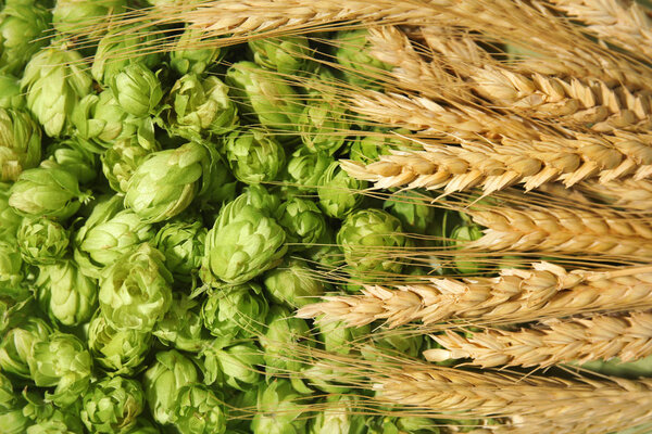 Свежий зеленый хмель и пшеничные шипы в качестве фона. Производство пива
