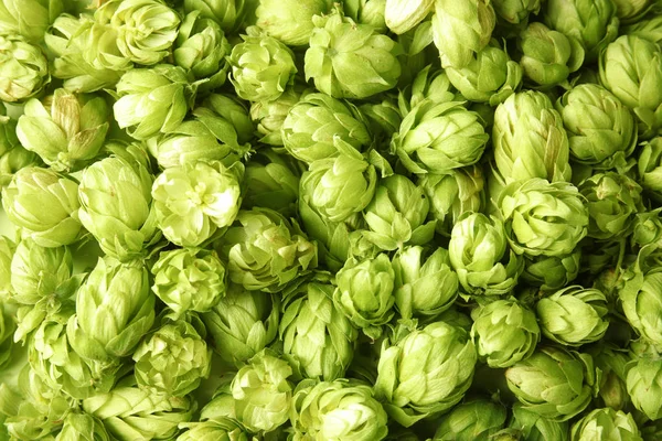 Verse Groene Hop Als Achtergrond Bierproductie — Stockfoto