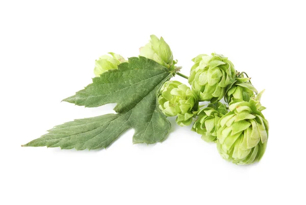 Čerstvé Zelené Chmel Bílém Pozadí Výroba Piva — Stock fotografie