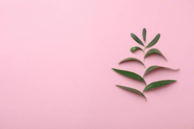 Taze yeşil zeytin yaprağı ve renk arka plan üzerinde metin için yer düz yatıyordu kompozisyonu