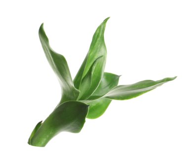 Güzel yeşil bambu beyaz arka plan üzerinde bırakır