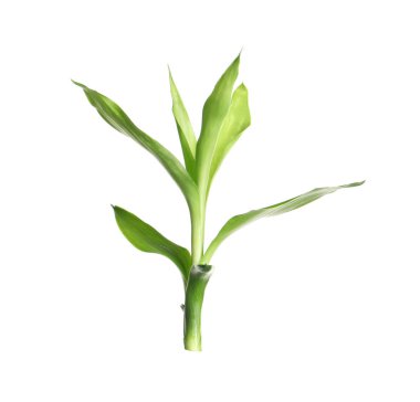 Güzel yeşil bambu beyaz arka plan üzerinde bırakır