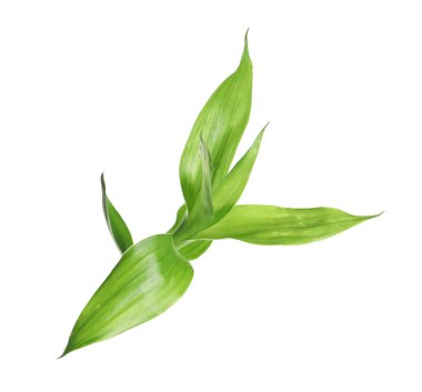 Güzel yeşil bambu beyaz arka plan üzerinde bırakır