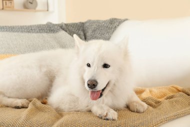 Çok güzel Samoyed köpek yumuşak battaniye var yalan. Mükemmel uyku yer