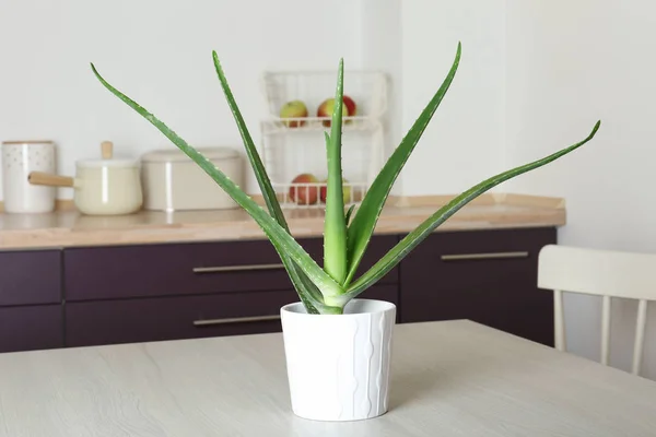 Planta Aloe Vera Vaso Mesa Cozinha — Fotografia de Stock