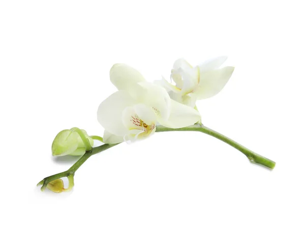 Zweig Mit Schönen Orchideenblüten Auf Weißem Hintergrund Tropische Pflanze — Stockfoto