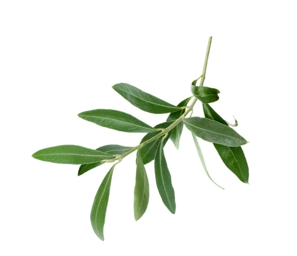 Twig Fresh Green Olive Leaves White Background — Stock Photo, Image