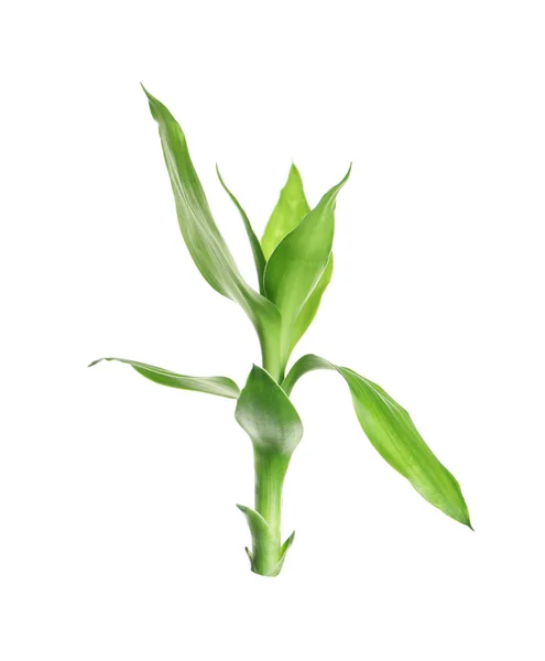 Όμορφο Πράσινο Μπαμπού Φύλλα Λευκό Φόντο — Φωτογραφία Αρχείου