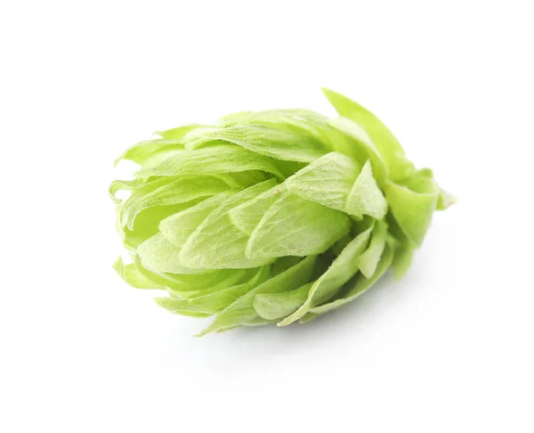 Fresh Green Hop White Background Beer Production — Stock Photo, Image