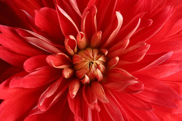 Piękny Czerwony Kwiat Dahlii Jako Tło Zbliżenie — Zdjęcie stockowe