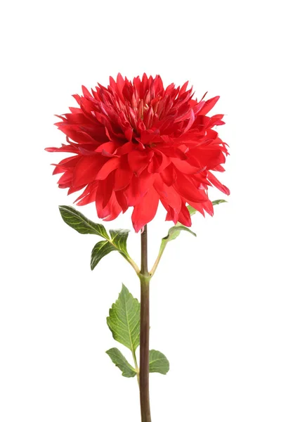 Mooie Rode Dahlia Bloem Witte Achtergrond — Stockfoto