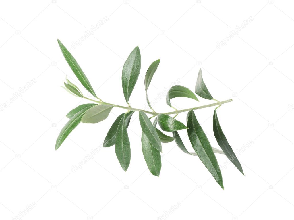 Twig with fresh green olive leaves on white background