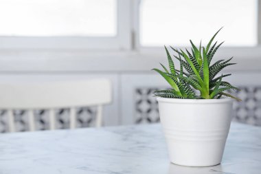 Saksı aloe vera bitki oda tablo. Metin için yer