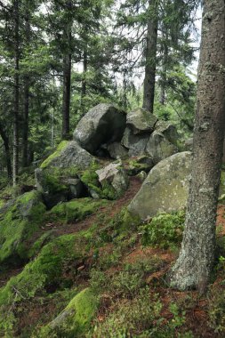 Yosun kaya ve ormandaki ağaçları ile kaplı