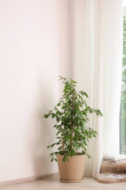 Oturma odasında büyük pencere yakınındaki ficus potu