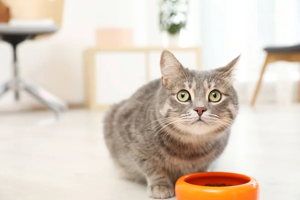 Gato Adorável Perto Tigela Comida Dentro Casa Cuidados Com Animais — Fotografia de Stock