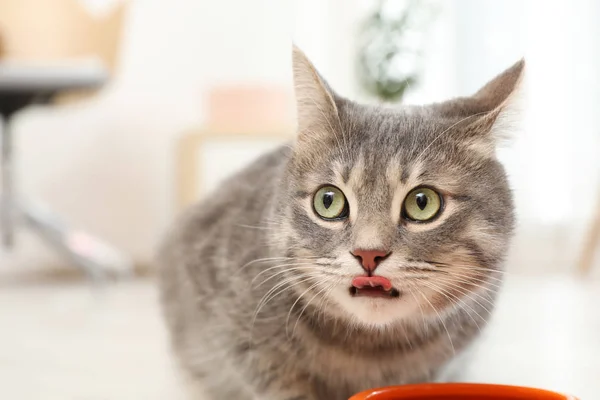 Очаровательная Кошка Возле Миски Едой Помещении Уход Животными — стоковое фото