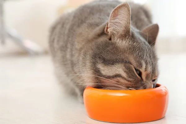 Sevimli Kedi Gıda Kapalı Kase Yakınındaki Evde Beslenen Hayvan Kaygı — Stok fotoğraf