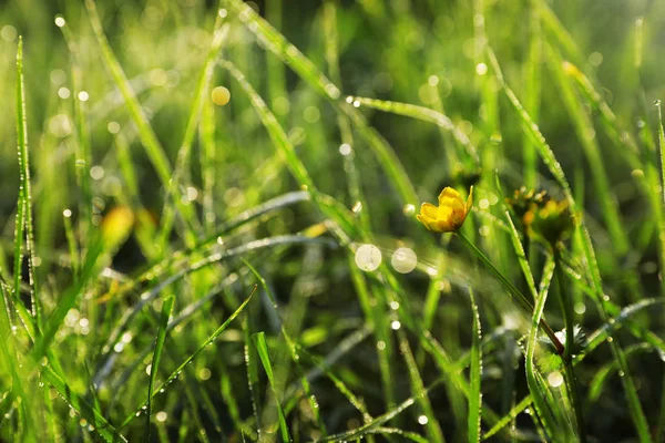 Pradera Verde Con Flores Silvestres Día Verano Primer Plano — Foto de Stock