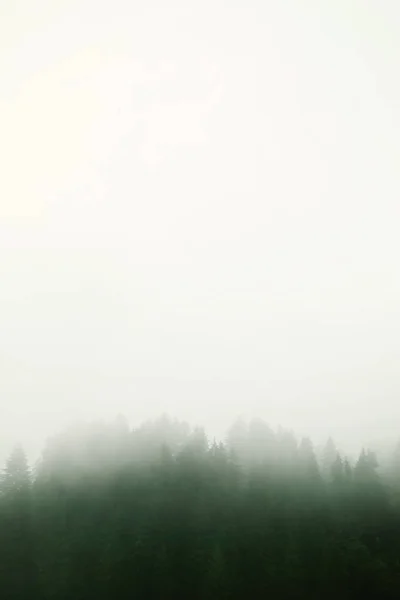 Festői Kilátással Hegyvidéki Erdők Ködös Reggel — Stock Fotó