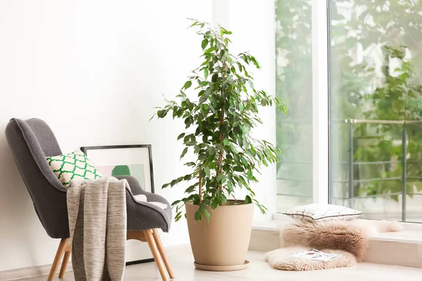 Différents Oreillers Doux Sur Canapé Dans Chambre Élément Intérieur — Photo