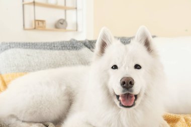 Çok güzel Samoyed köpek koltukta yalan. Mükemmel uyku yer