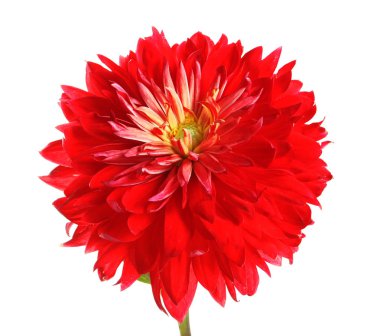 Beyaz arka plan üzerinde güzel kırmızı dahlia çiçeği