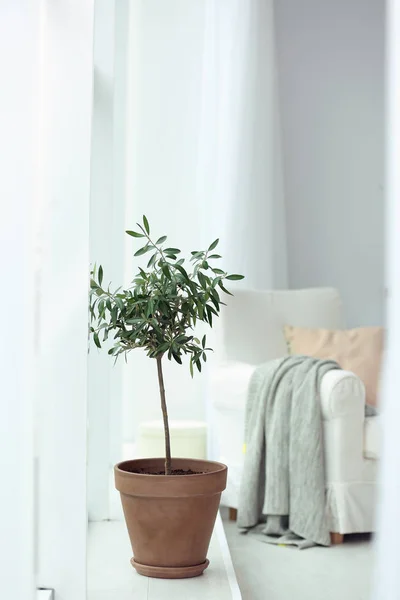 Pot with olive tree in cozy interior