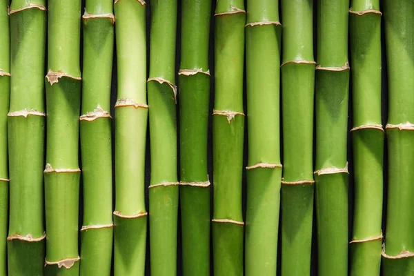 Green Bamboo Stems Background Top View — Stock Photo, Image