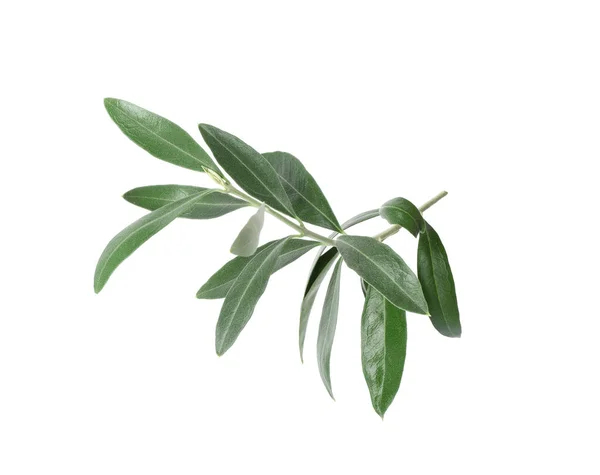 Twig Fresh Green Olive Leaves White Background — Stock Photo, Image