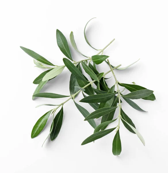 Twigs Fresh Green Olive Leaves White Background Top View — Stock Photo, Image