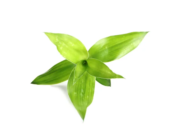 Όμορφο Πράσινο Μπαμπού Φύλλα Λευκό Φόντο — Φωτογραφία Αρχείου