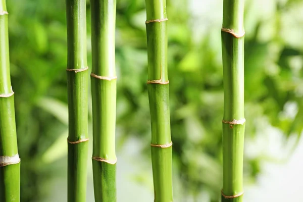 美丽的绿色竹茎在模糊的背景 — 图库照片