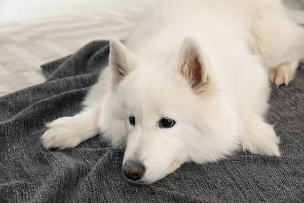 Adorabile Cane Samoyed Sdraiato Una Morbida Coperta Posto Letto Perfetto — Foto Stock