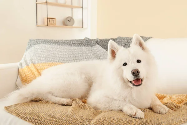Çok güzel Samoyed köpek yumuşak battaniye var yalan. Mükemmel uyku yer