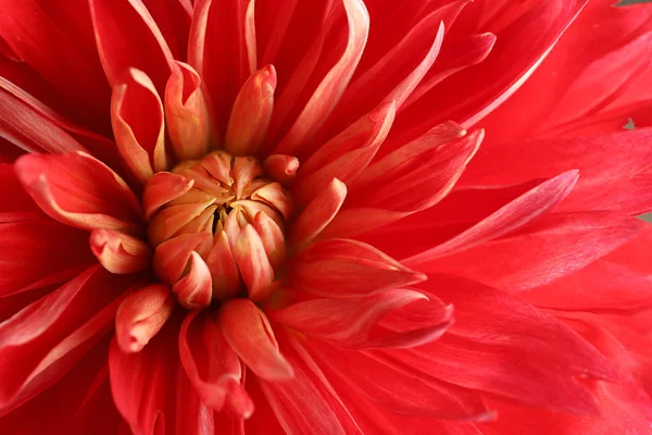 Piękny Czerwony Kwiat Dahlii Jako Tło Zbliżenie — Zdjęcie stockowe