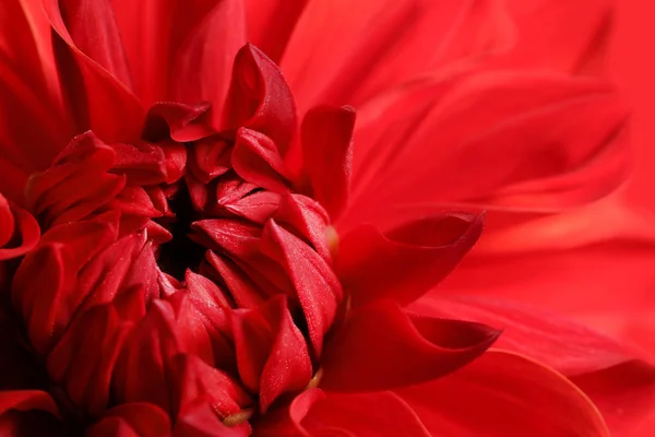 Bunga Dahlia Merah Yang Indah Pemandangan Tertutup Dekorasi Floral — Stok Foto