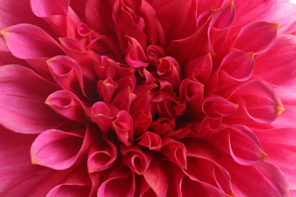Dahlia Pink Piękny Kwiat Widok Zbliżenie Dekoracja Kwiatowa — Zdjęcie stockowe