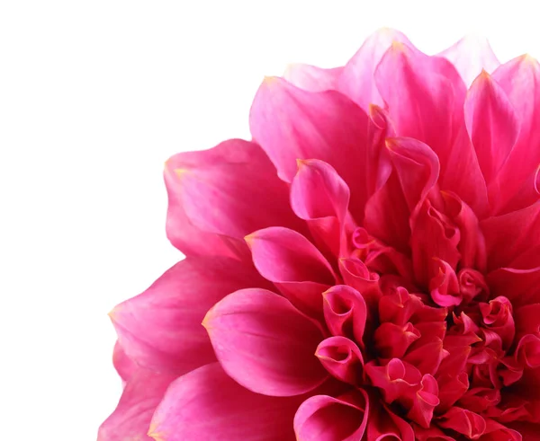 Gyönyörű Rózsaszín Dália Virág Fehér Háttér Vértes — Stock Fotó